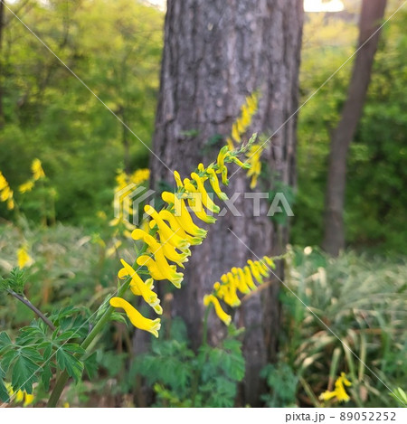 黄色の花 サングェブルポケット 春の花 89052252