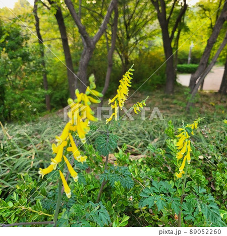 黄色の花 サングェブルポケット 春の花 89052260