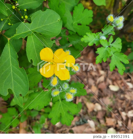 クサノオウ 黄色の花 4月 89052391