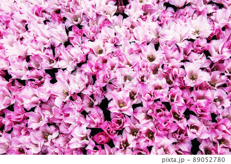 Pink tulip flowers Pink tulip flowers 89052780