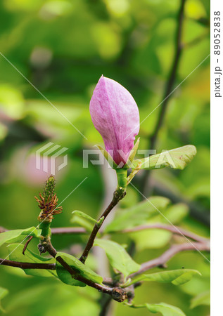 Magnolia flower bud 89052838