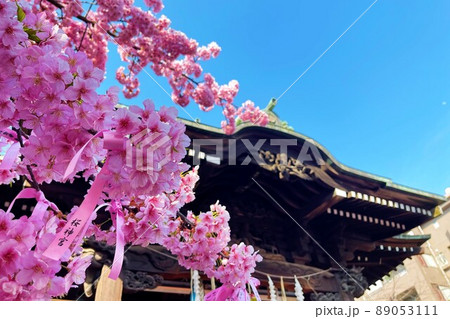 東京都世田谷区　桜神宮の河津桜 89053111