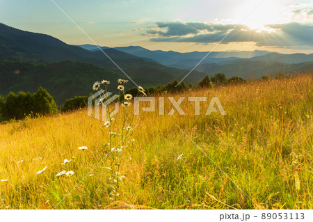 Wonderful panoramic view field of wild flowers by summertime. Area of the Carpathian Mountains above Kamyanka Mountain, Synevir pass. Ukraine. Wonderful panoramic view field of wild flowers by summertime. Area of the Carpathian Mountains above Kamyanka Mountain, Synevir pass. Ukraine. 89053113