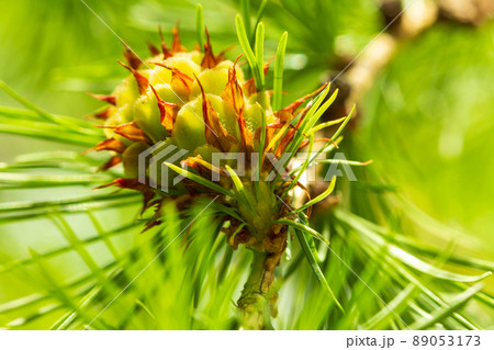Spring landscape. Macro photo. Young shoots of pine trees in the forest spring. bud pollination pinecone, vertical shoot 89053173