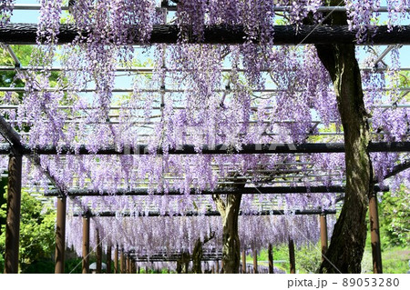 藤の花 89053280