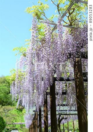 藤の花 89053283
