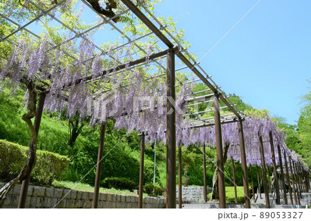 藤の花 藤の花 89053327