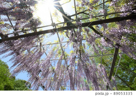 藤の花 藤の花 89053335