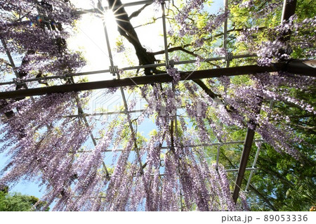 藤の花 藤の花 89053336