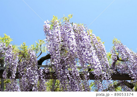 藤の花 89053374