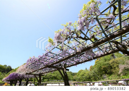 藤の花 藤の花 89053382
