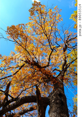 Aumnal colored foliage of oak tree. Ukraine. National park 89053514