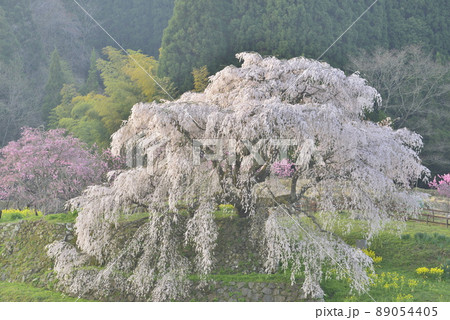【奈良県宇陀市】又兵衛桜 【奈良県宇陀市】又兵衛桜 89054405