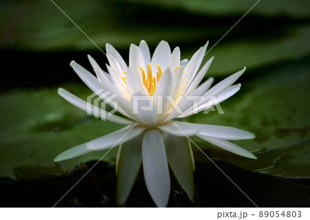 池の水辺に可憐に咲いている睡蓮の花 池の水辺に可憐に咲いている睡蓮の花 89054803