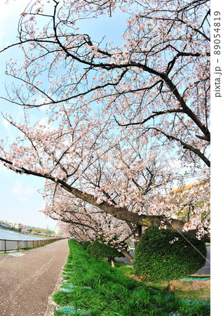 三崎水辺公園の桜 89054819