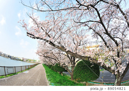 三崎水辺公園の桜 89054821
