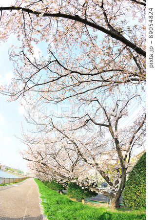 三崎水辺公園の桜 89054824