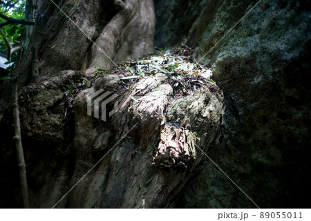 入島禁止の世界遺産「神宿る島」宗像・沖ノ島。 89055011