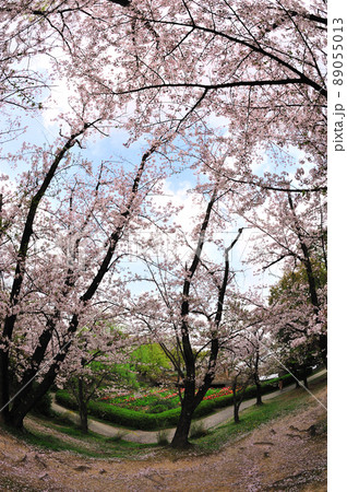 三崎水辺公園の桜 三崎水辺公園の桜 89055013