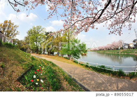 三崎水辺公園の桜 三崎水辺公園の桜 89055017