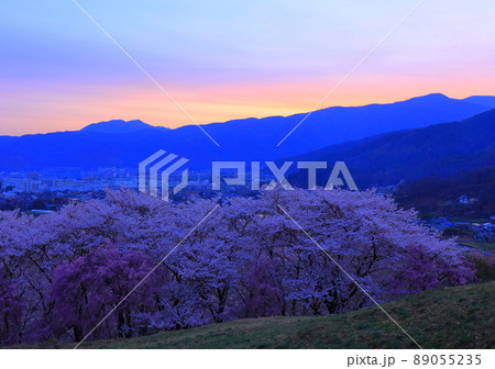 長野県 弘法山古墳の桜 長野県 弘法山古墳の桜 89055235