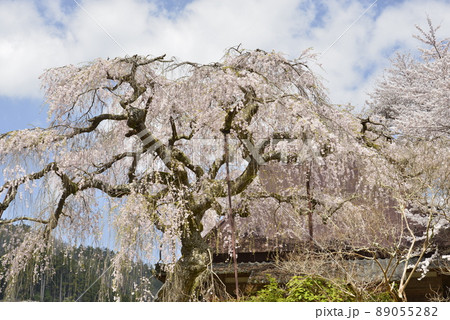 【奈良県宇陀市】西光寺の枝垂れ桜 89055282