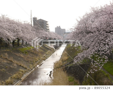 多摩市の桜の名所　乞田川 89055324