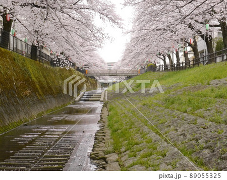 多摩市の桜の名所　乞田川 89055325