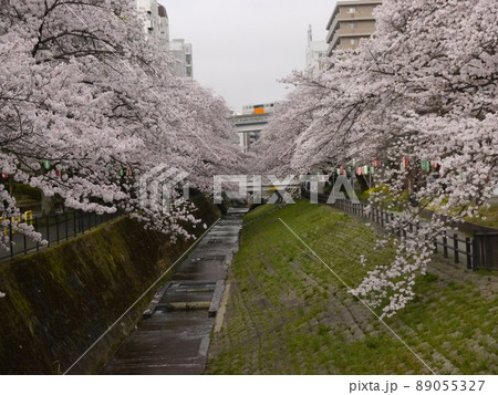 多摩市の桜の名所　乞田川 89055327