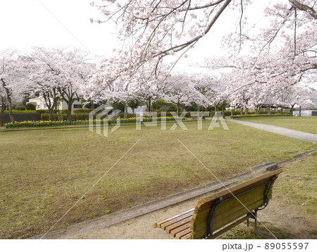 桜の名所　宝野公園（関東の富士見百景　多摩市から見える富士山） 89055597