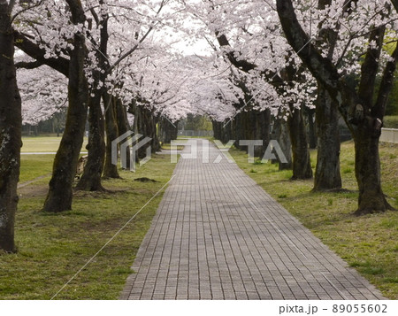 桜の名所　宝野公園（関東の富士見百景　多摩市から見える富士山） 89055602