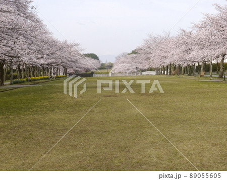 桜の名所　宝野公園（関東の富士見百景　多摩市から見える富士山） 89055605