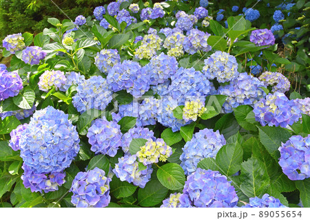 初夏の花素材　満開のアジサイ 89055654