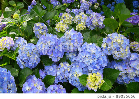 初夏の花素材　満開のアジサイ 89055656