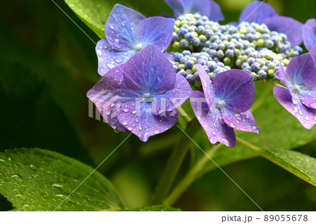 初夏の花素材　満開のアジサイ 89055678