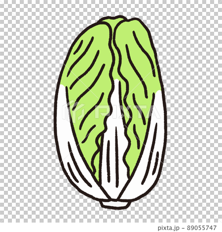 大白菜矢量插畫 89055747