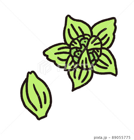ふきのとうのベクターイラスト 89055775