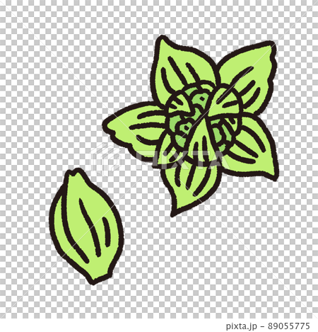 ふきのとうのベクターイラスト 89055775