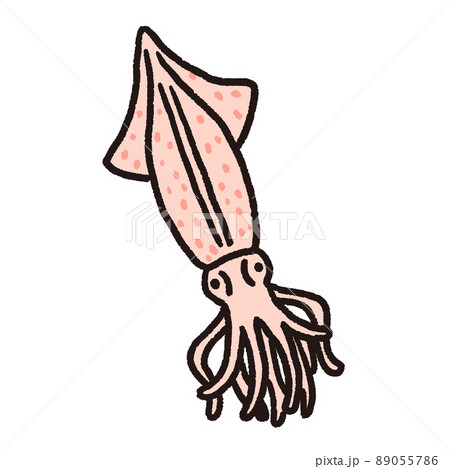 squid vector