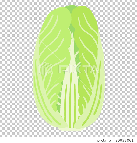 大白菜矢量插畫 89055861