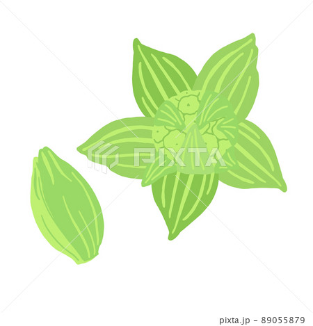 ふきのとうのベクターイラスト 89055879