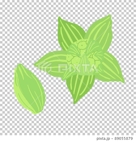 ふきのとうのベクターイラスト 89055879