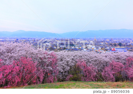 長野県　弘法山古墳の桜 89056036