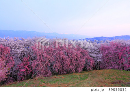 長野県 弘法山古墳の桜 長野県 弘法山古墳の桜 89056052