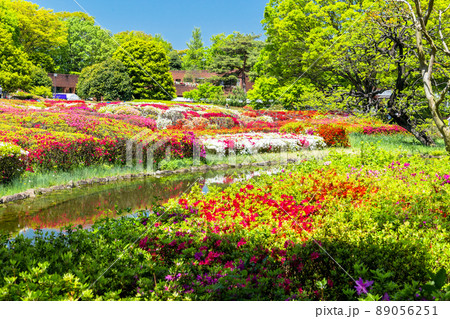 新緑の森とツツジ広場 新緑の森とツツジ広場 89056251