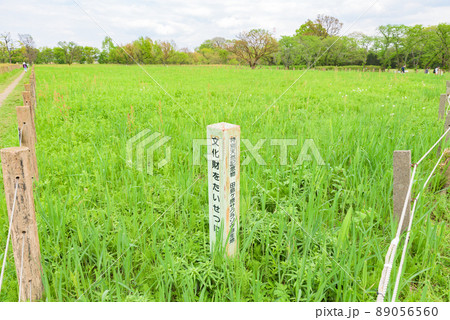 田島ケ原サクラソウ自生地（特別天然記念物）　埼玉県さいたま市 89056560