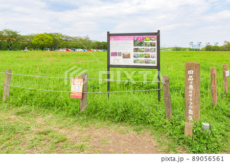 田島ケ原サクラソウ自生地(特別天然記念物) 埼玉県さいたま市 田島ケ原サクラソウ自生地(特別天然記念物) 埼玉県さいたま市 89056561