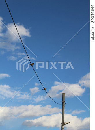 青空と白雲の下、電柱から伸びている電線にとまっている二羽の雀 青空と白雲の下、電柱から伸びている電線にとまっている二羽の雀 89056646