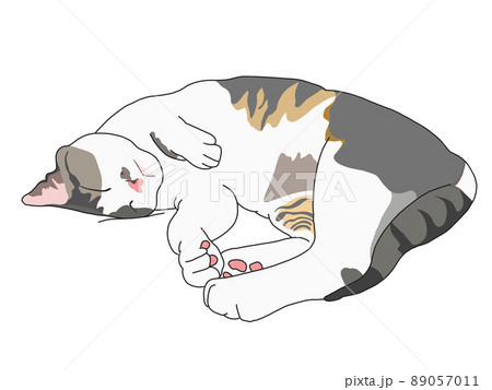 お昼寝 猫さん ゴローン 3 89057011