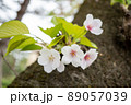 木の幹から生えた桜の花（ソメイヨシノ） 89057039